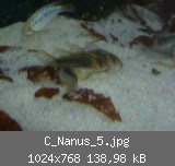 C_Nanus_5.jpg