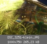 DSC_3251-klein.JPG
